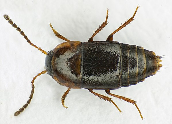 Tachinus corticinus © <a href="//commons.wikimedia.org/wiki/User:Siga" title="User:Siga">Siga</a>