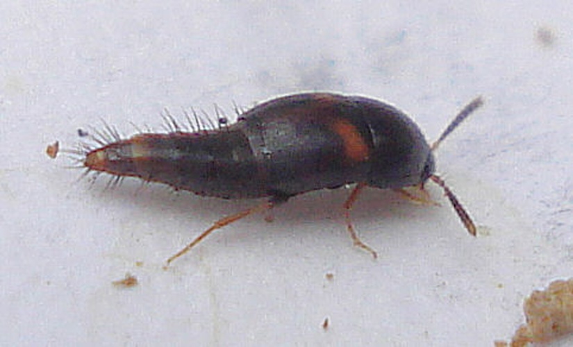 Sepedophilus bipunctatus © <a rel="nofollow" class="external text" href="https://www.flickr.com/people/25258702@N04">Mick Talbot</a> from Lincoln (U.K.), England