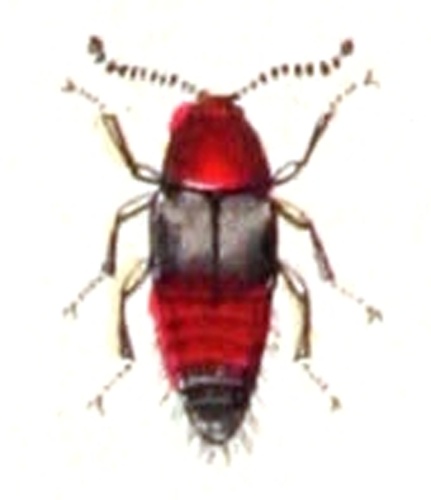 Lordithon lunulatus &copy; <bdi><a href="https://www.wikidata.org/wiki/Q18508143" class="extiw" title="d:Q18508143">Emil Hochdanz</a>
</bdi>