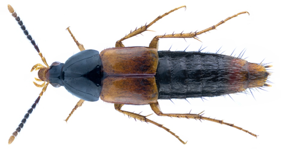 Bolitobius cingulatus © <a href="//commons.wikimedia.org/w/index.php?title=User:URSchmidt&amp;action=edit&amp;redlink=1" class="new" title="User:URSchmidt (page does not exist)">URSchmidt</a>