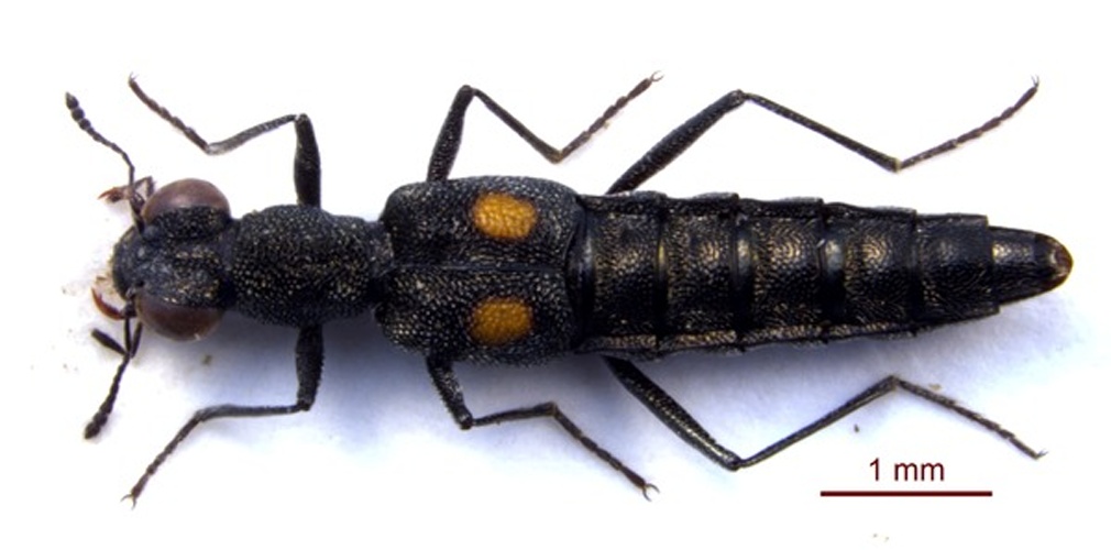 Stenus comma © <a href="//commons.wikimedia.org/w/index.php?title=User:Spongymesophyll&amp;action=edit&amp;redlink=1" class="new" title="User:Spongymesophyll (page does not exist)">Spongymesophyll</a>