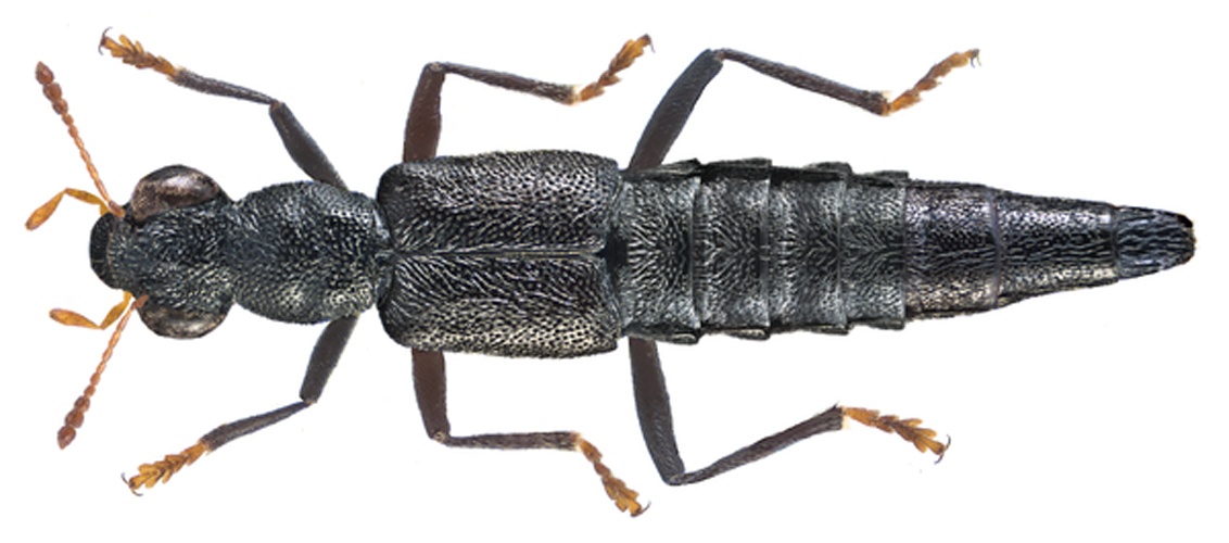 Stenus pallitarsis &copy; <a rel="nofollow" class="external text" href="https://www.flickr.com/people/30703260@N08">Udo Schmidt</a> from Deutschland