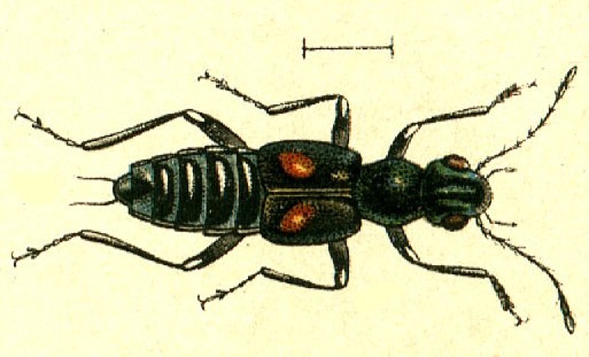 Dianous coerulescens &copy; <span lang="en">Unknown</span>