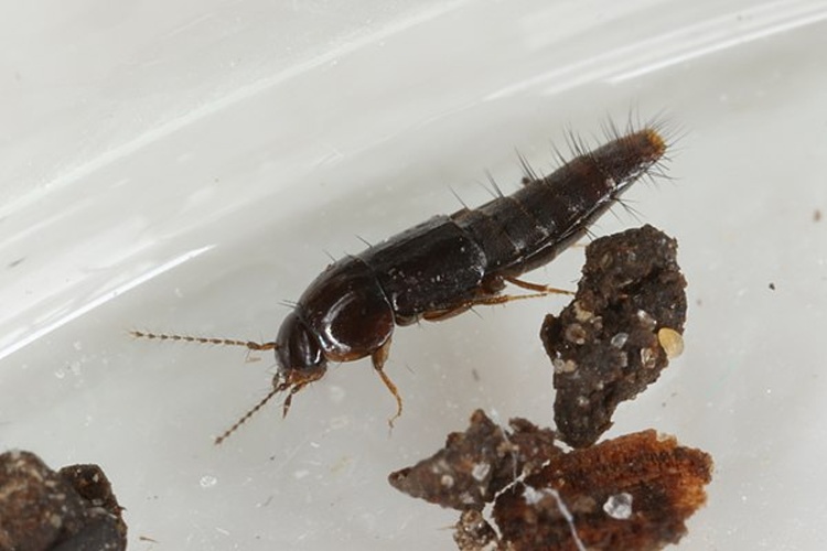 Habrocerus capillaricornis &copy; <a rel="nofollow" class="external text" href="https://www.flickr.com/people/25401497@N02">Donald Hobern</a> from Copenhagen, Denmark