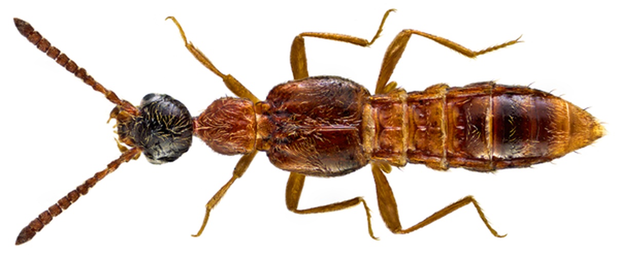 Autalia longicornis &copy; <a rel="nofollow" class="external text" href="https://www.flickr.com/people/30703260@N08">Udo Schmidt</a> from Deutschland