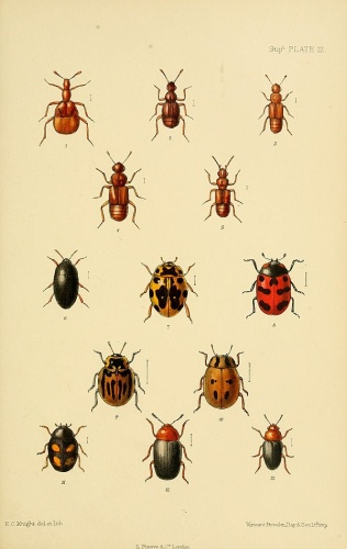 Plectophloeus nitidus © Donisthorpe, Horace St. John Kelly; Fowler, W. W.