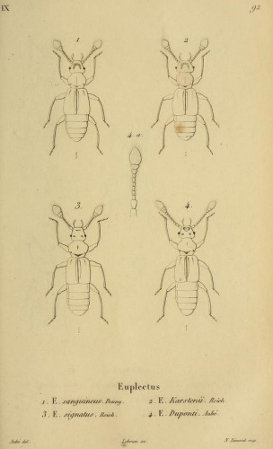 Euplectus sanguineus &copy; Charles Nicolas Aubé (1802-1869)