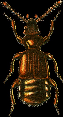 Faronus lafertei © Georgiy Jacobson