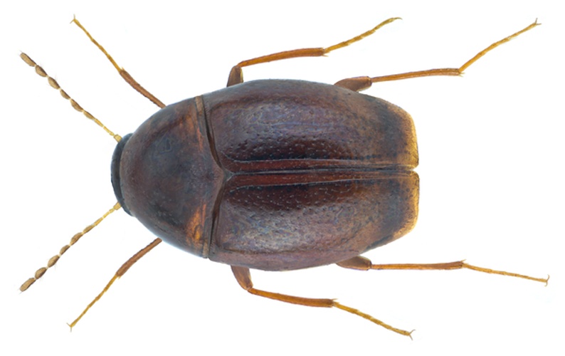 Scaphisoma boleti &copy; <a rel="nofollow" class="external text" href="https://www.flickr.com/people/30703260@N08">Udo Schmidt</a> from Deutschland