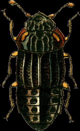 Micropeplus fulvus &copy; Georgiy Jacobson