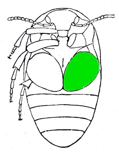 Eucinetus haemorrhoidalis &copy; Edmund Reitter Fauna Germanica II Band Stuttgart 1909