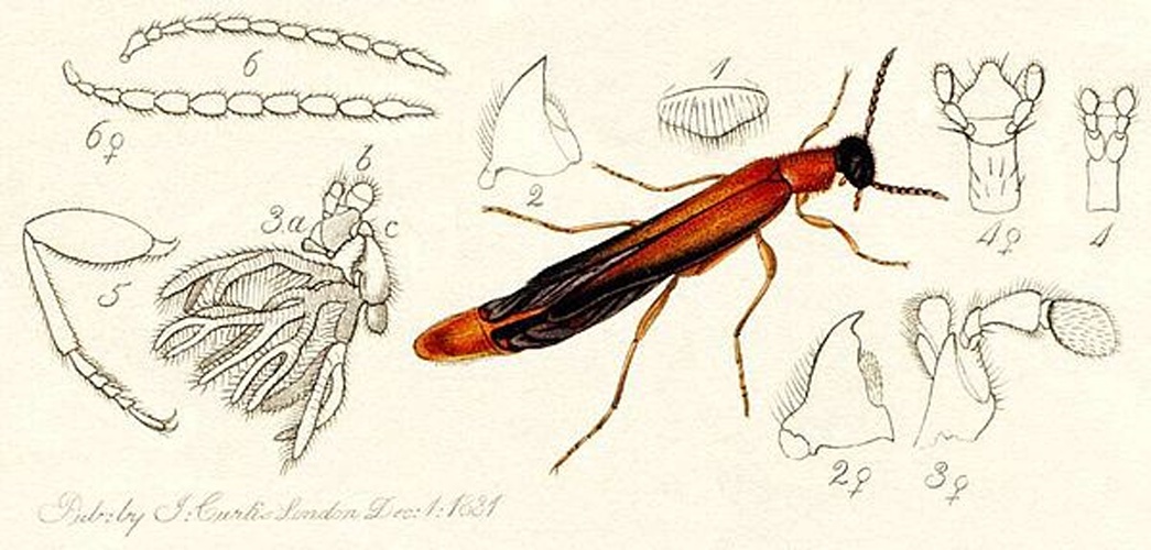 Lymexylon navale &copy; 