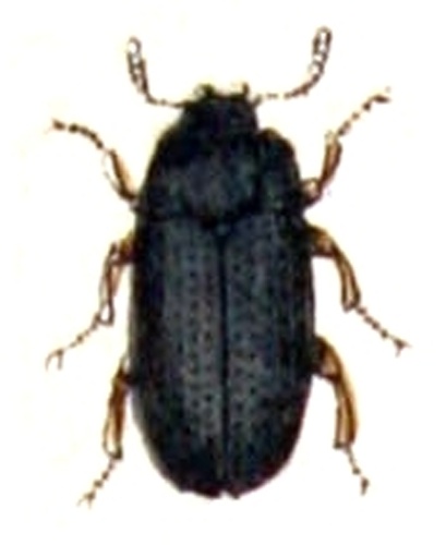 Alphitobius diaperinus &copy; <bdi><a href="https://www.wikidata.org/wiki/Q18508143" class="extiw" title="d:Q18508143">Emil Hochdanz</a>
</bdi>