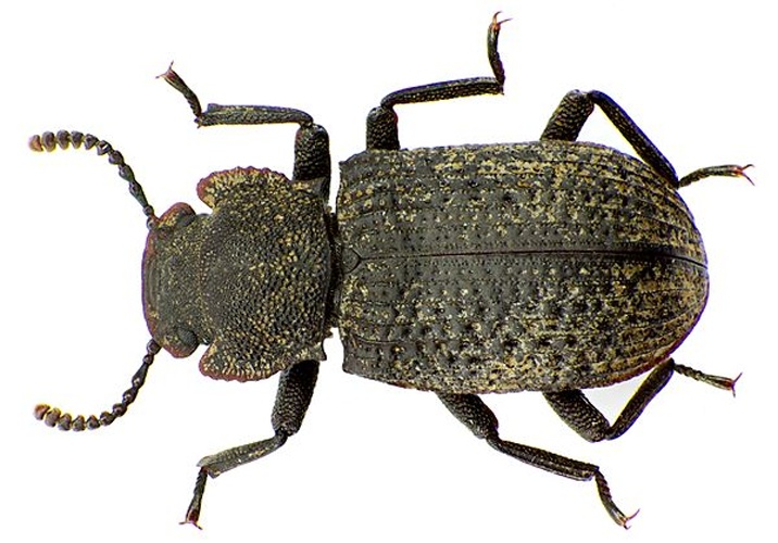 Bolitophagus reticulatus © <a href="//commons.wikimedia.org/wiki/User:Siga" title="User:Siga">Siga</a>