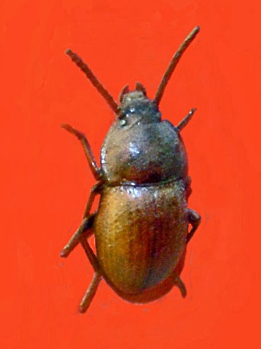 Nalassus convexus © <a href="//commons.wikimedia.org/wiki/User:Hectonichus" title="User:Hectonichus">Hectonichus</a>