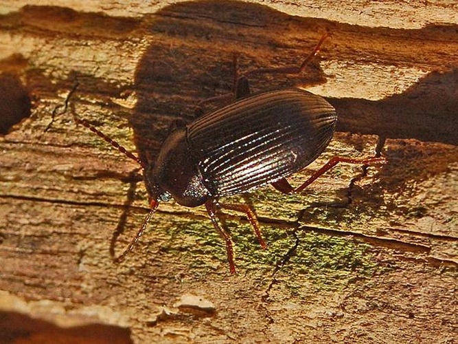 Nalassus dryadophilus © <a href="//commons.wikimedia.org/wiki/User:Hectonichus" title="User:Hectonichus">Hectonichus</a>