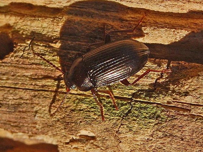 Nalassus dryadophilus &copy; <a href="//commons.wikimedia.org/wiki/User:Hectonichus" title="User:Hectonichus">Hectonichus</a>