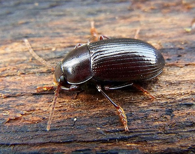 Nalassus laevioctostriatus &copy; <a href="//commons.wikimedia.org/wiki/User:Siga" title="User:Siga">Siga</a>