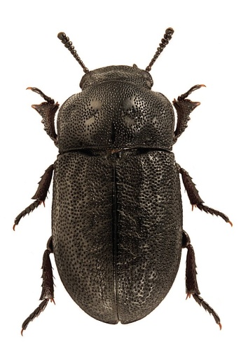 Melanimon tibiale © Stanislav Snäll