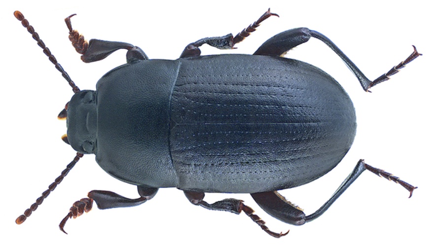 Pedinus femoralis © <a rel="nofollow" class="external text" href="https://www.flickr.com/people/30703260@N08">Udo Schmidt</a> from Deutschland