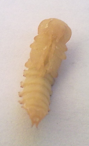 Mealworm © <a href="//commons.wikimedia.org/w/index.php?title=User:Ivan.ch&amp;action=edit&amp;redlink=1" class="new" title="User:Ivan.ch (page does not exist)">Ivan.ch</a>