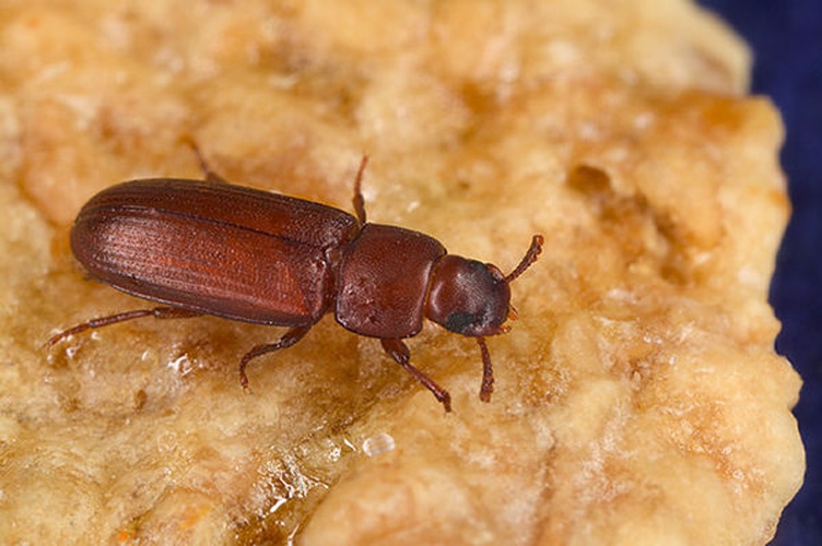 red flour beetle © 