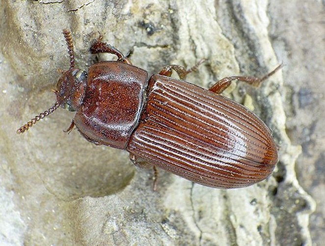 Uloma culinaris &copy; <a href="//commons.wikimedia.org/wiki/User:Siga" title="User:Siga">Siga</a>