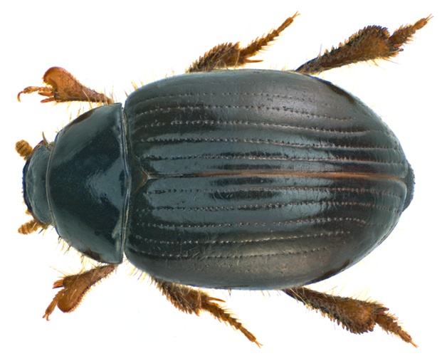 Trachyscelis aphodioides &copy; <a rel="nofollow" class="external text" href="https://www.flickr.com/people/30703260@N08">Udo Schmidt</a> from Deutschland