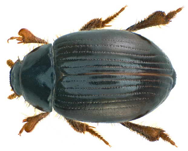 Trachyscelis aphodioides © <a rel="nofollow" class="external text" href="https://www.flickr.com/people/30703260@N08">Udo Schmidt</a> from Deutschland