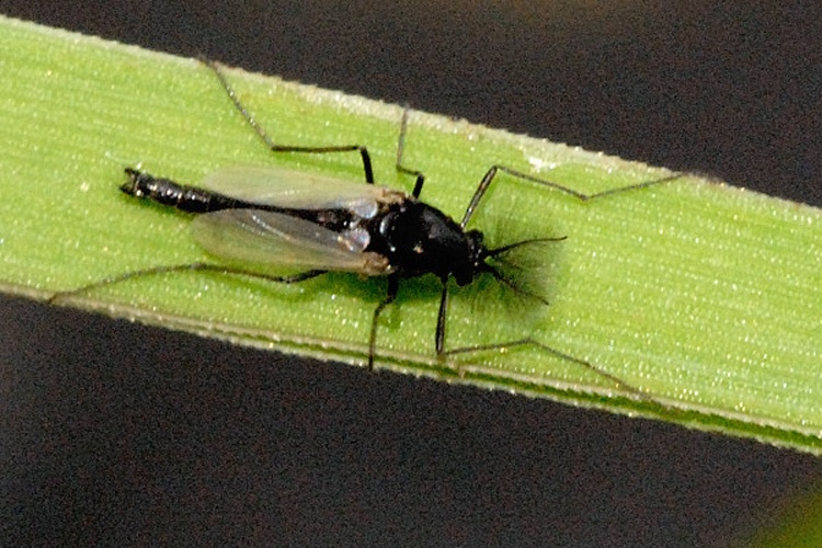 Paratendipes nudisquama © James K. Lindsey