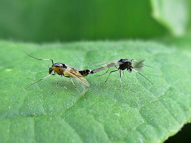 Cricotopus bicinctus © <a href="//commons.wikimedia.org/wiki/User:Bj.schoenmakers" title="User:Bj.schoenmakers">Bj.schoenmakers</a>