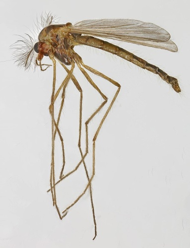 Brillia bifida &copy; <a rel="nofollow" class="external text" href="https://www.flickr.com/people/130093583@N04">Janet Graham</a>