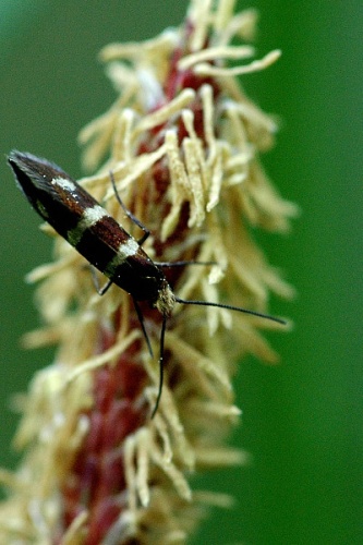 Micropterix aureatella © James K. Lindsey