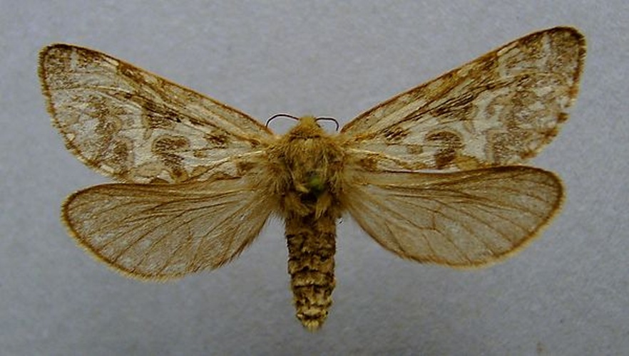 Pharmacis carna &copy; <a href="//commons.wikimedia.org/wiki/User:Dumi" title="User:Dumi">Dumi</a>