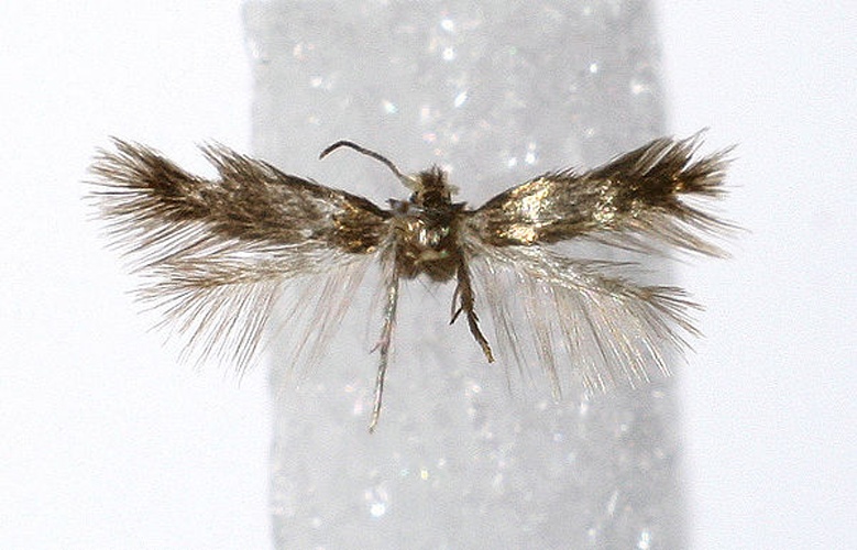 Stigmella tiliae &copy; M. Virtala