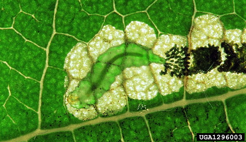 Stigmella aceris &copy; Gyorgy Csoka, Hungary Forest Research Institute, Hungary