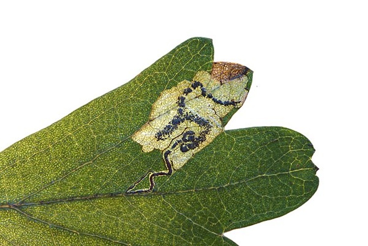 Stigmella crataegella &copy; <a href="//commons.wikimedia.org/w/index.php?title=User:Michael_Kurz&amp;action=edit&amp;redlink=1" class="new" title="User:Michael Kurz (page does not exist)">Michael Kurz</a>