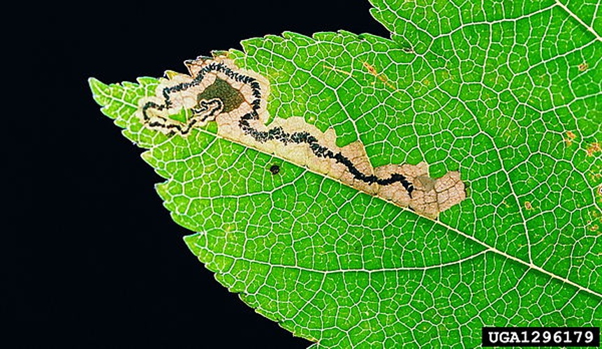 Stigmella mespilicola © Gyorgy Csoka, Hungary Forest Research Institute, Hungary