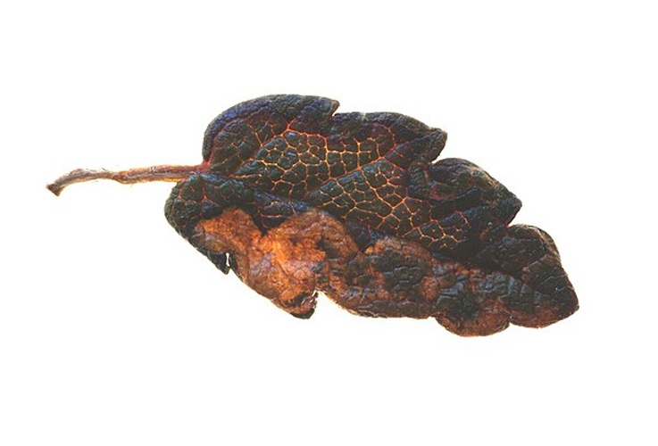 Stigmella dryadella © <a href="//commons.wikimedia.org/w/index.php?title=User:Michael_Kurz&amp;action=edit&amp;redlink=1" class="new" title="User:Michael Kurz (page does not exist)">Michael Kurz</a>