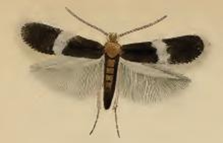 Ectoedemia atricollis &copy; Stainton