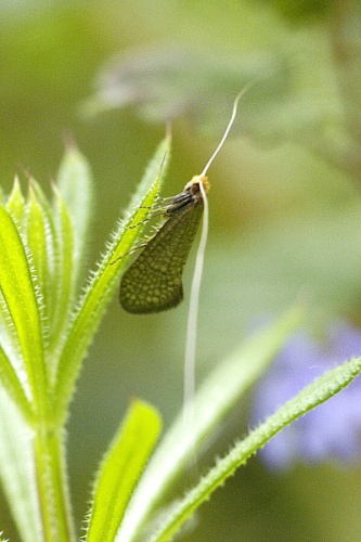 Nematopogon adansoniella © James K. Lindsey