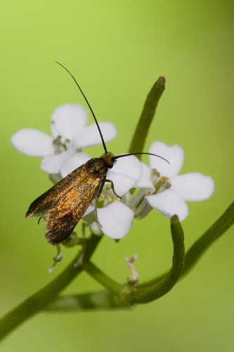 Cauchas rufimitrella &copy; <a href="//commons.wikimedia.org/wiki/User:Svdmolen" title="User:Svdmolen">Svdmolen</a>