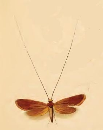 Adela violella &copy; Stainton