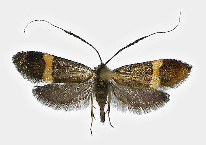 Adela croesella &copy; SIP Haapala