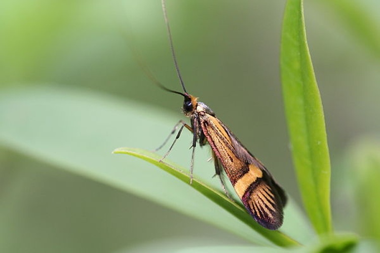 Longhorn Moth &copy; <a href="//commons.wikimedia.org/wiki/User:Svdmolen" title="User:Svdmolen">Svdmolen</a>