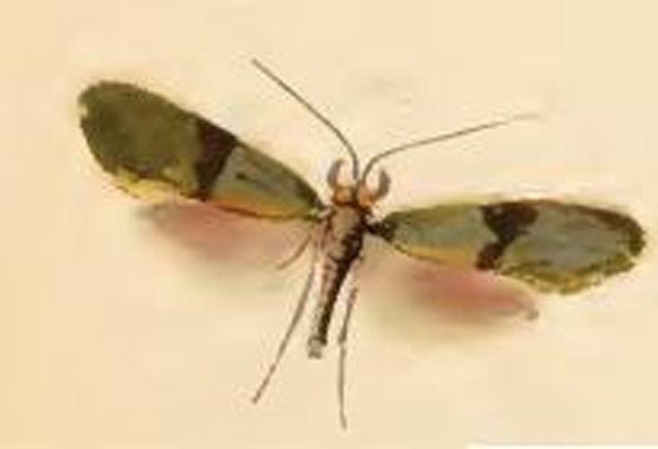 Nemophora minimella &copy; Stainton