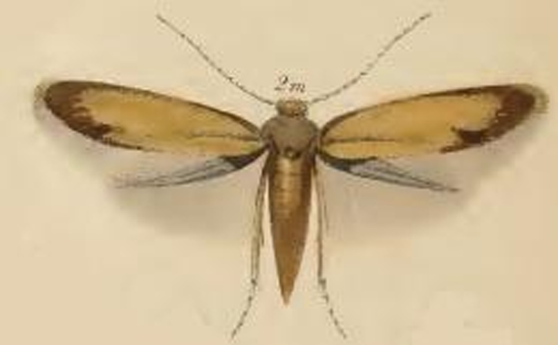 Coptotriche marginea &copy; Stainton