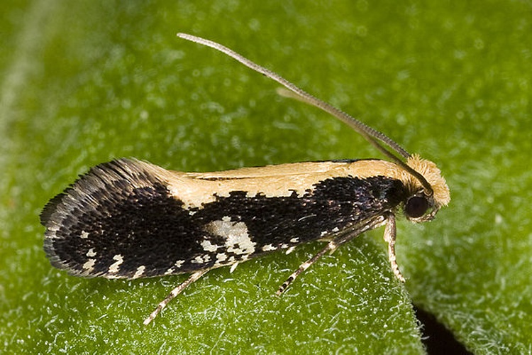 Monopis obviella &copy; <a href="//commons.wikimedia.org/wiki/User:Olei" title="User:Olei">Olei</a>