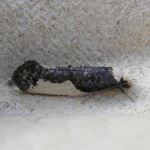 Monopis monachella &copy; <a href="//commons.wikimedia.org/wiki/User:Fvlamoen" class="mw-redirect" title="User:Fvlamoen">Fvlamoen</a>