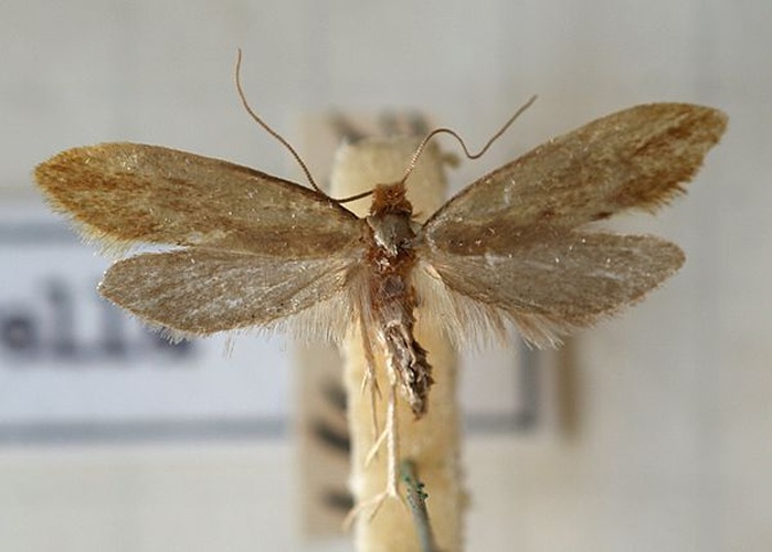 Tinea semifulvella &copy; <a href="//commons.wikimedia.org/wiki/User:Sarefo" title="User:Sarefo">Sarefo</a>